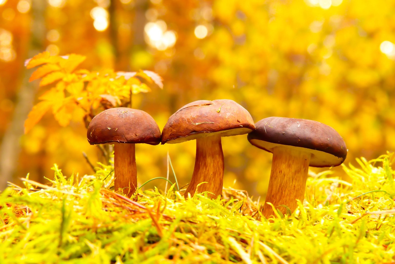 How Mycorrhizal Fungi Inoculants Can Boost Your Soil’s Health